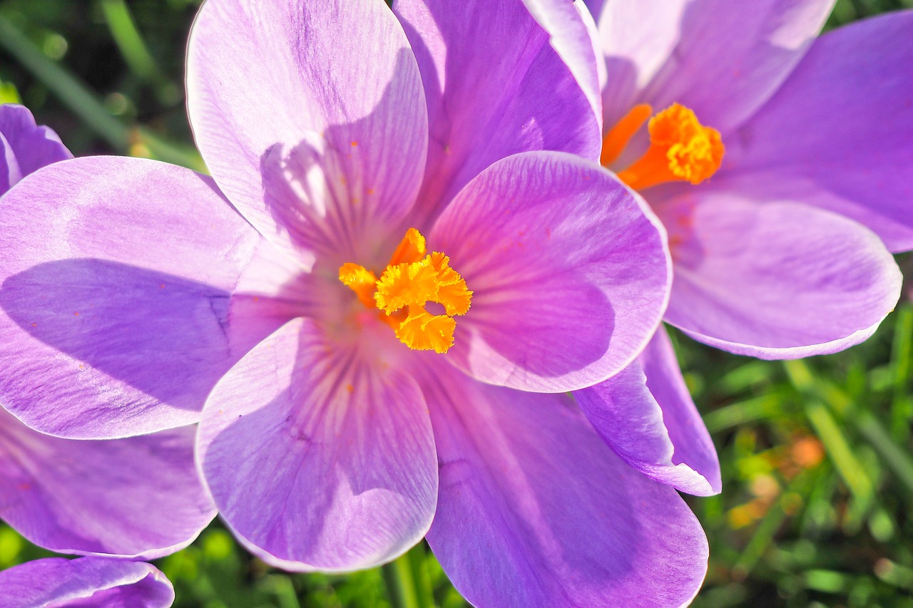 crocus flower spring free photo