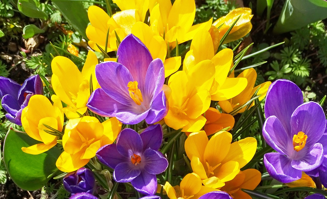 crocus crocus flowers yellow free photo