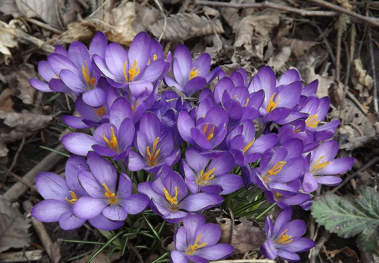 crocus flowers spring free photo