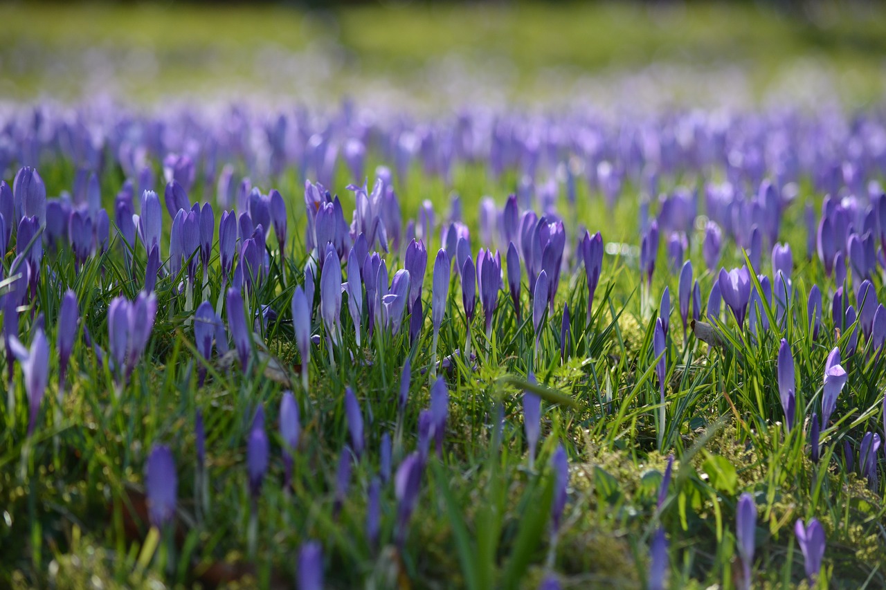 crocus flowers nature free photo