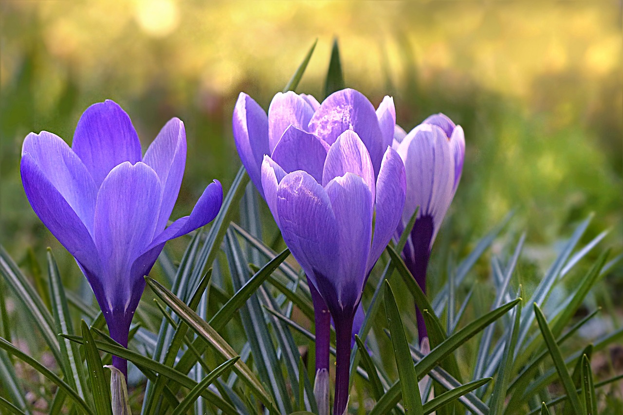 crocus flower violet free photo