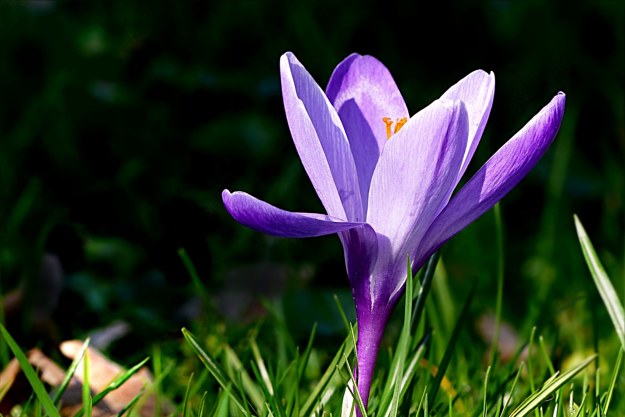crocus flower violet free photo