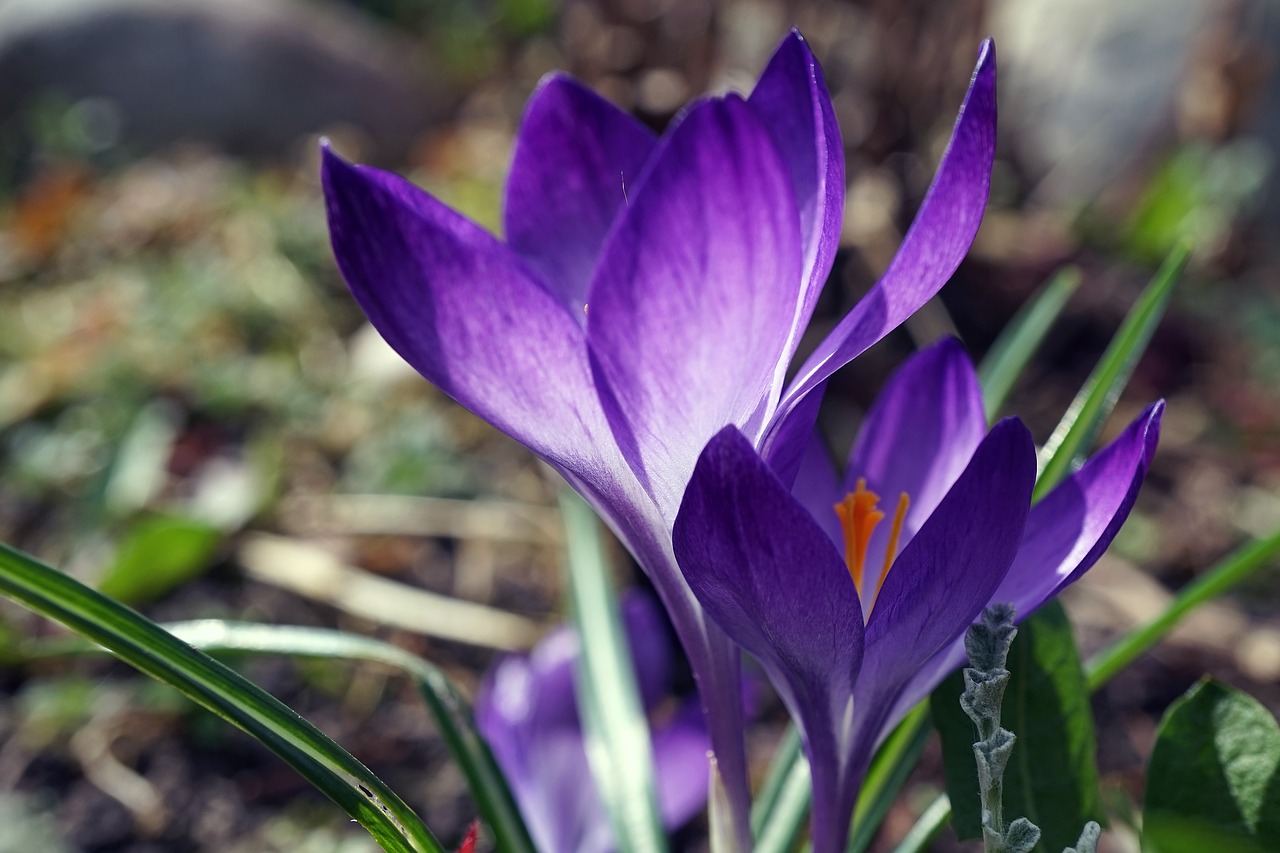 crocus spring early bloomer free photo