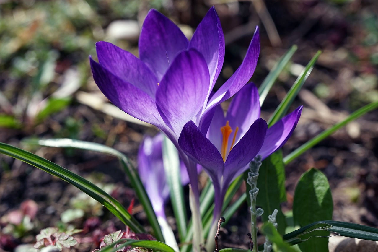 crocus spring early bloomer free photo