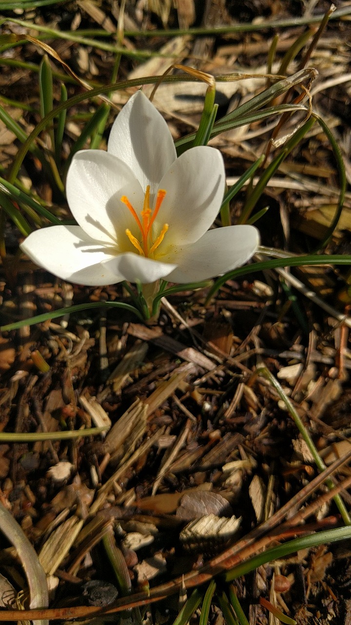 crocus white spring free photo