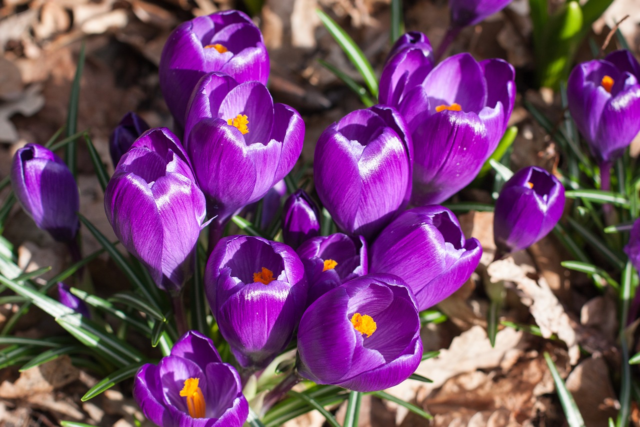 crocus blossom bloom free photo