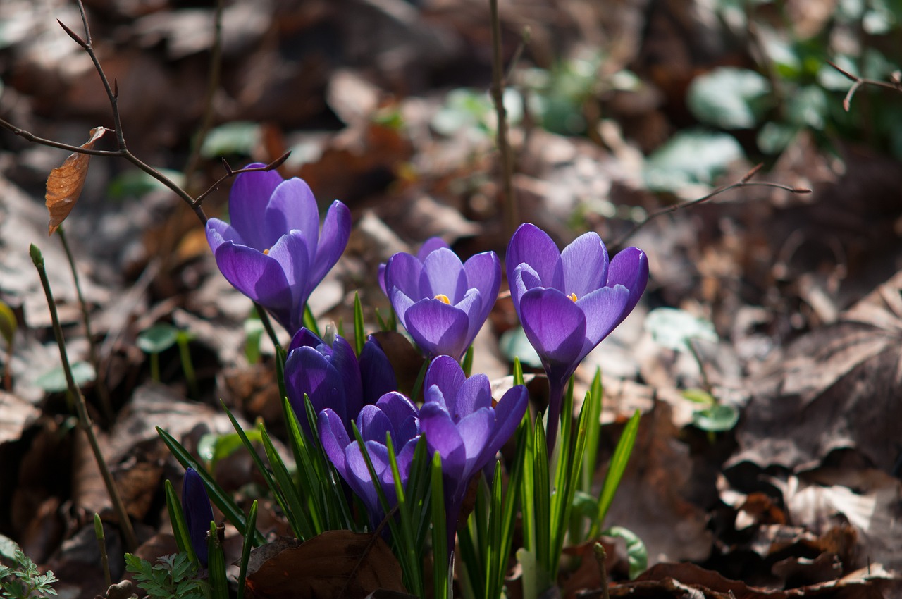 crocus forest spring free photo