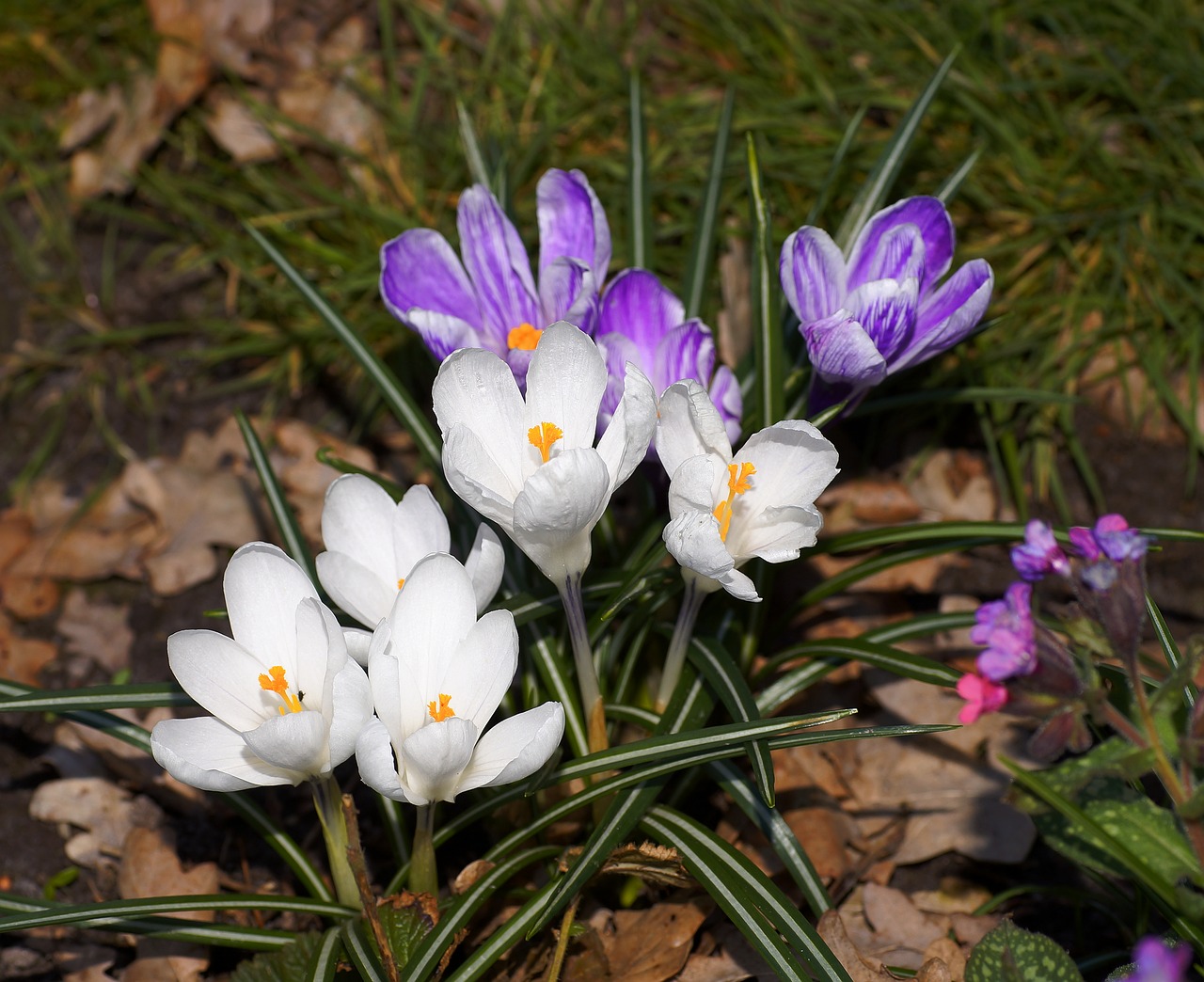 crocus flowers spring free photo
