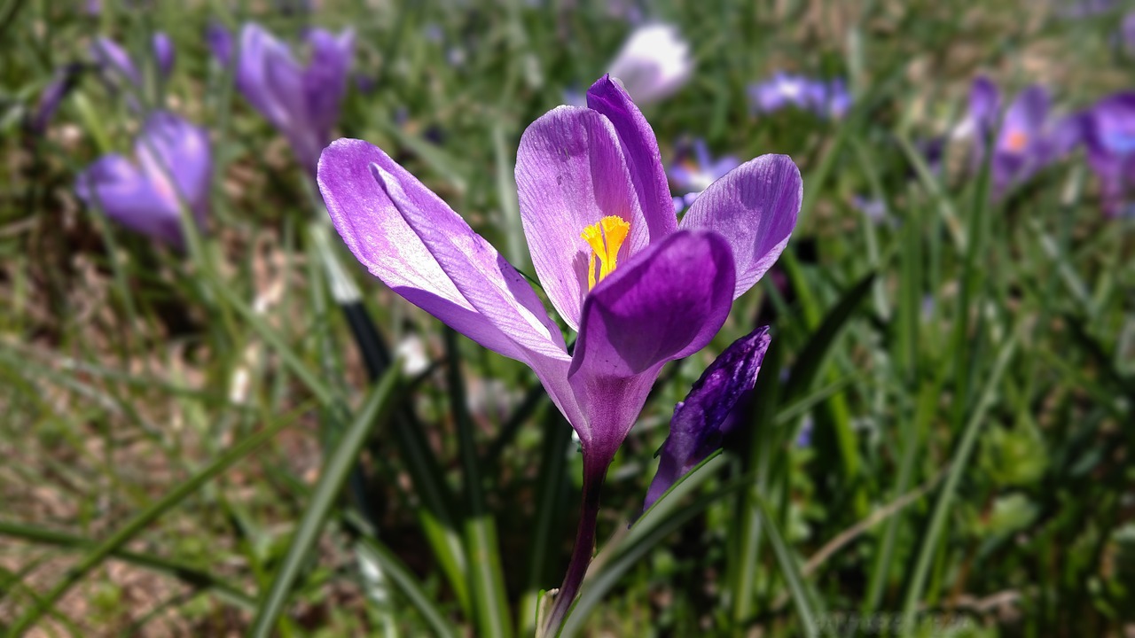 crocus crocus violet violet free photo