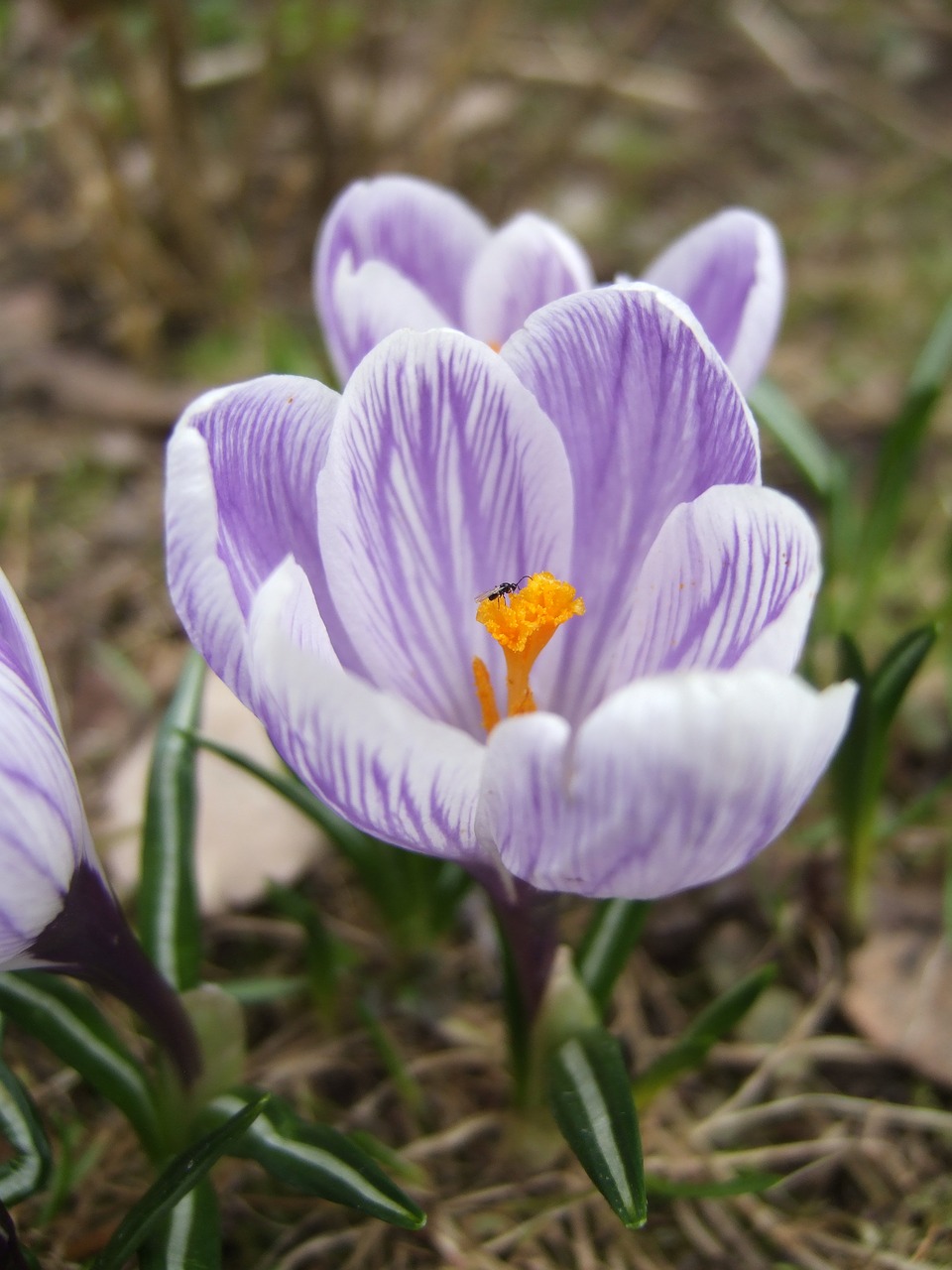 crocus insect spring free photo