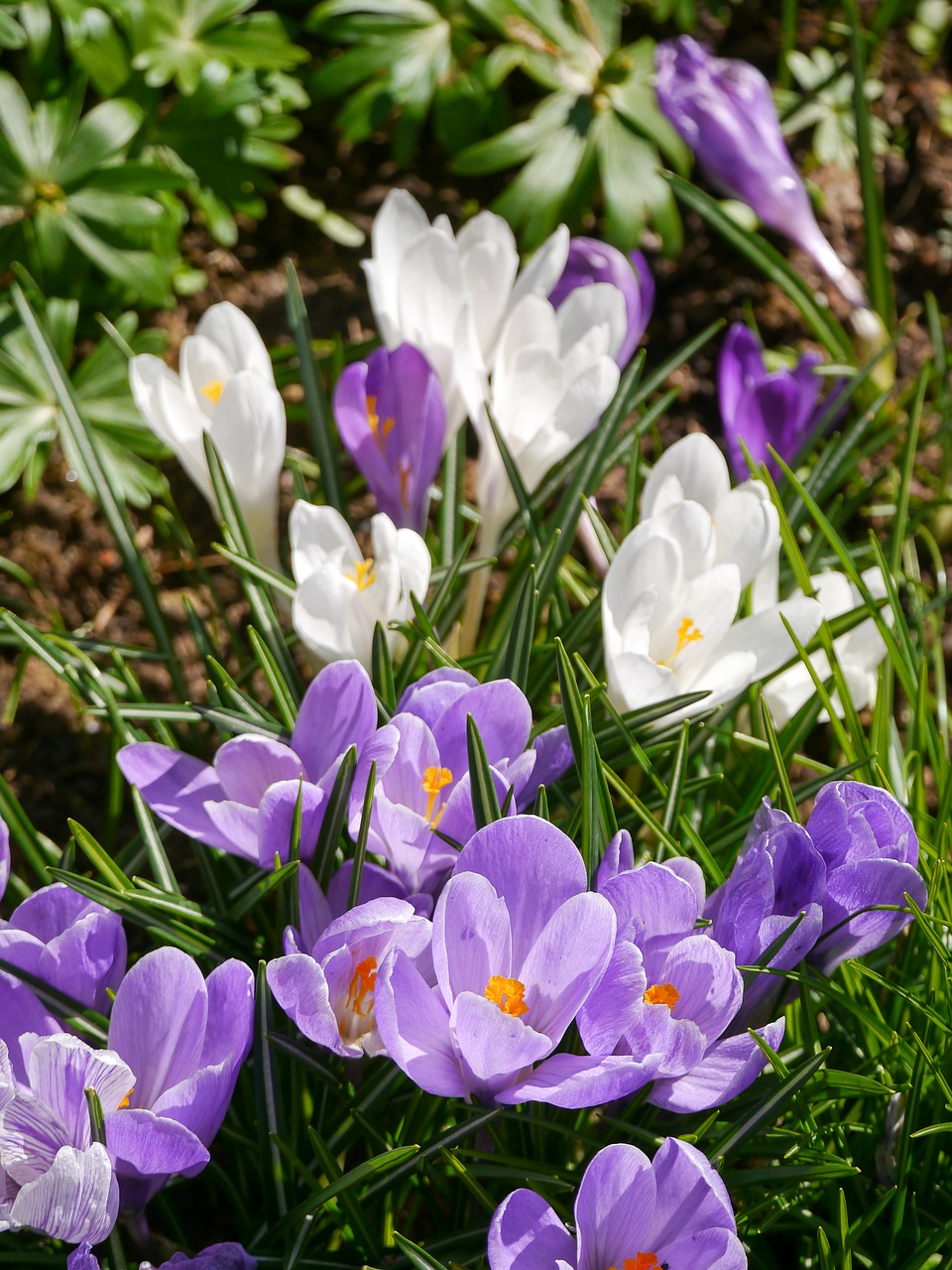 crocus spring meadow free photo