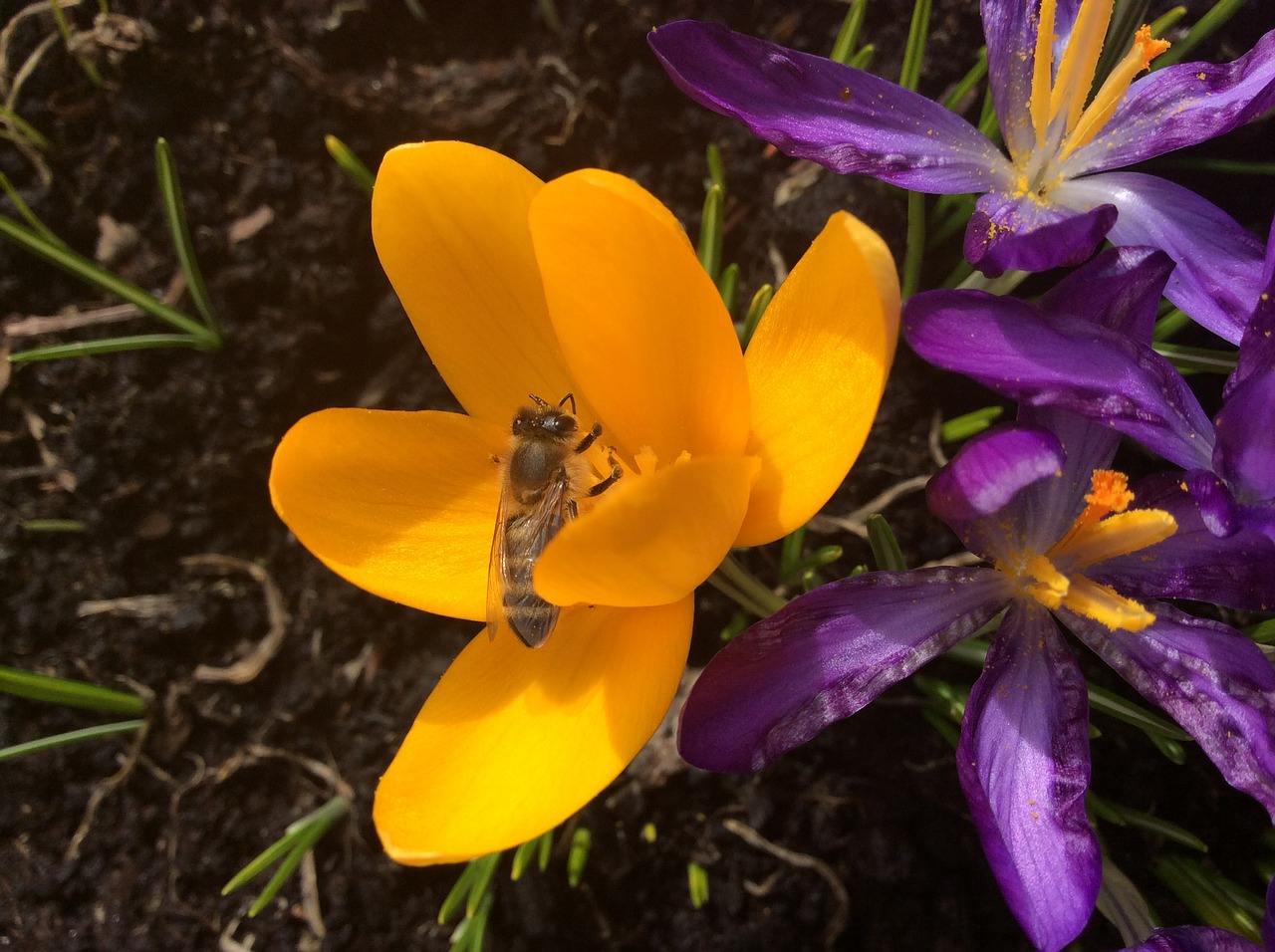 crocus bee spring free photo