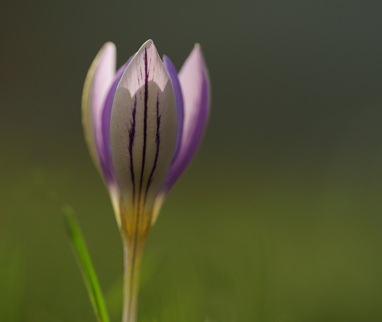 crocus purple spring free photo