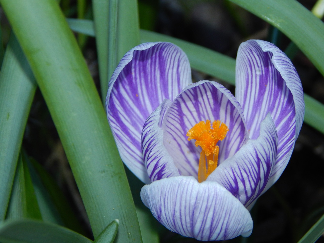 crocus spring early bloomer free photo