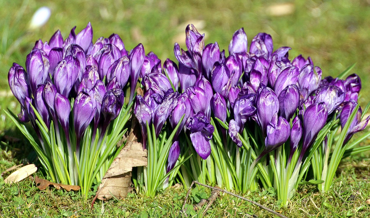 crocus iridaceae ornamental plants free photo