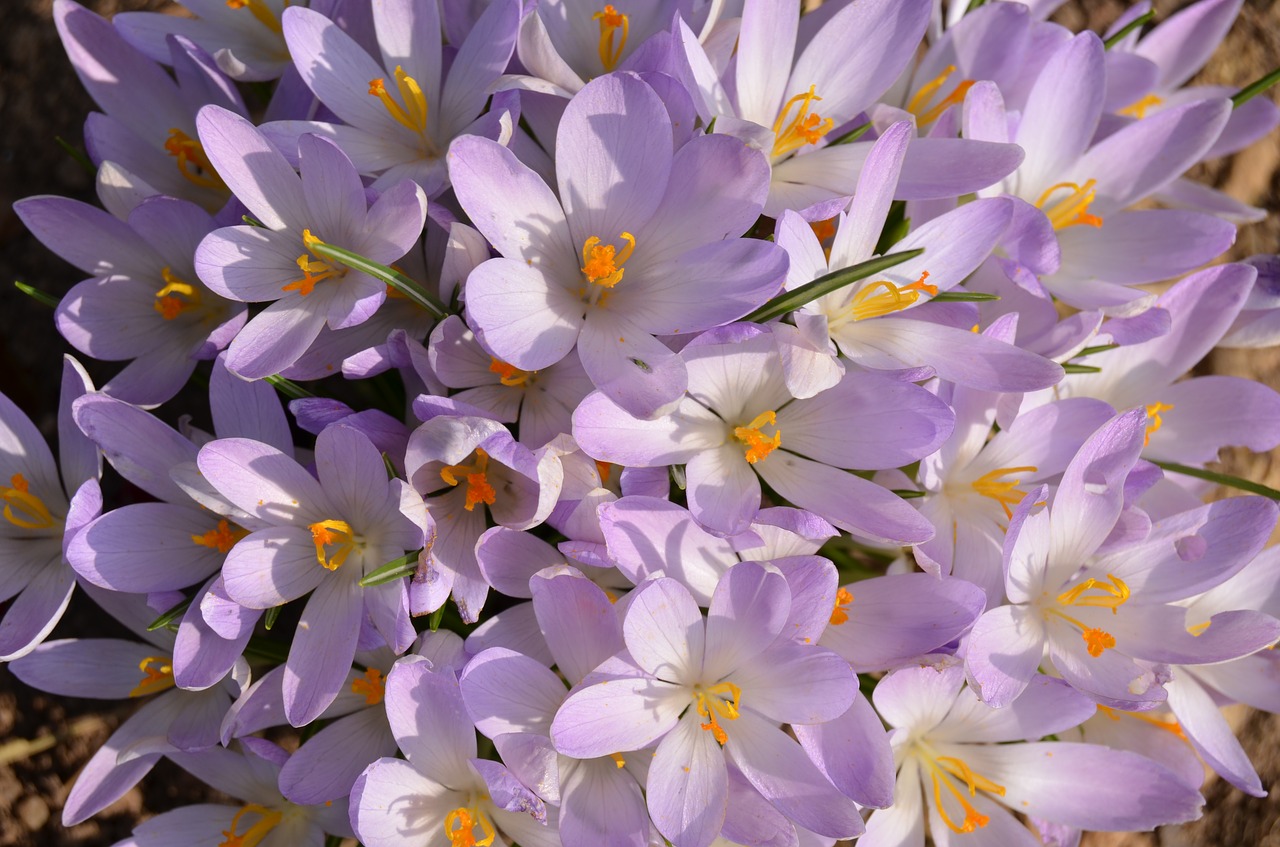 crocus flowers spring free photo