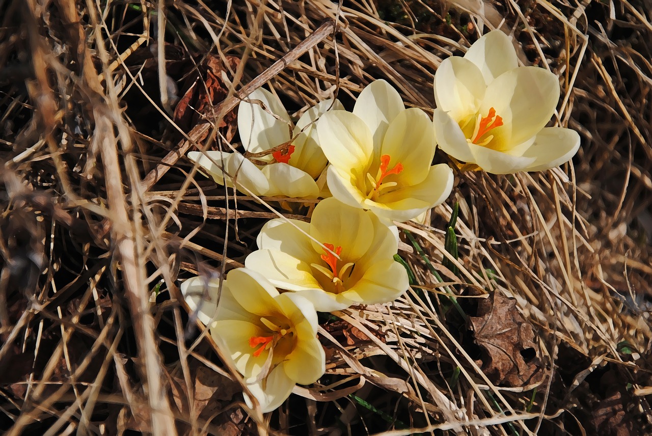 crocus spring flowers free photo