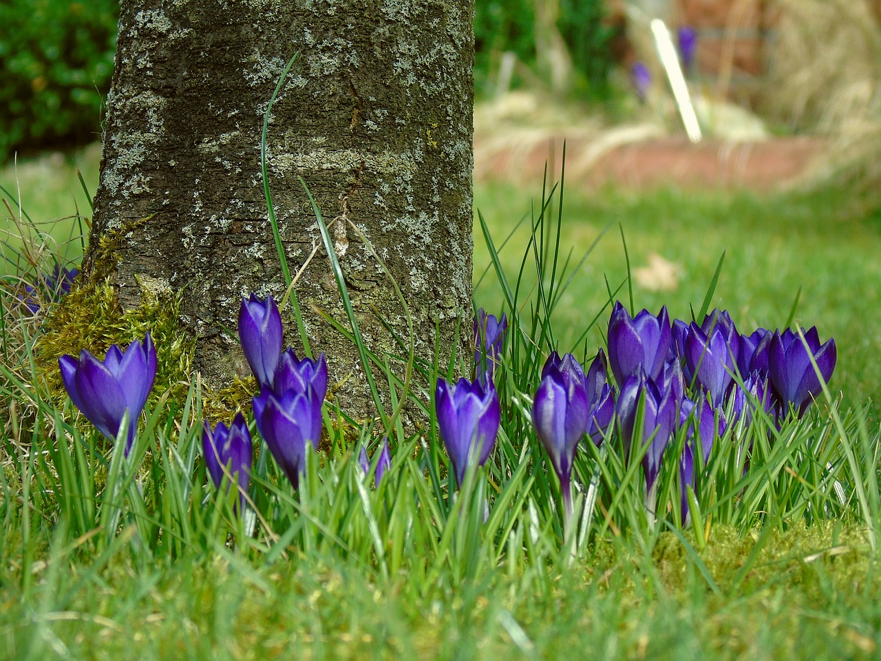 crocus blue garden free photo