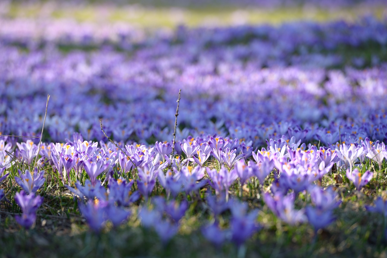 crocus polyana spring free photo