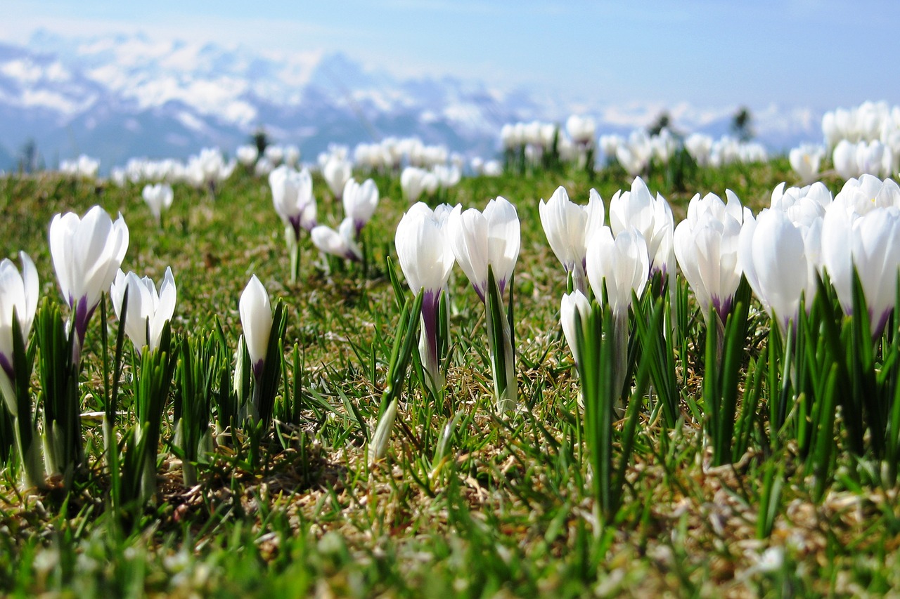 crocus spring switzerland free photo