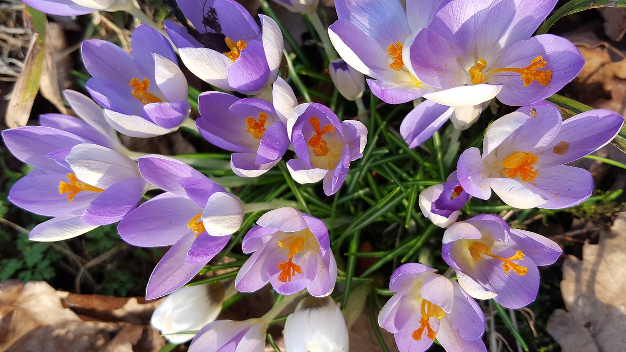 crocus spring flower free photo