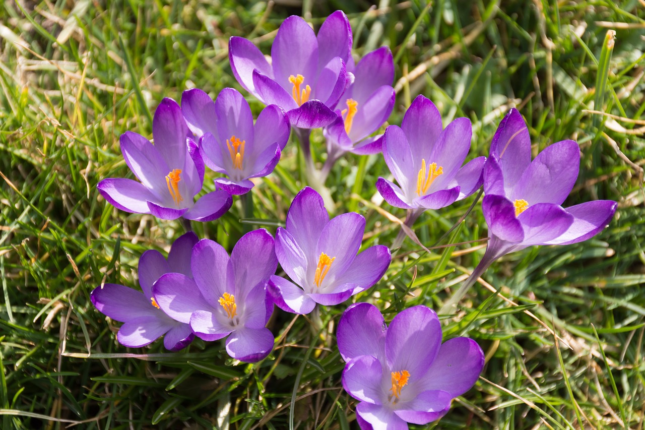 crocus purple spring awakening free photo