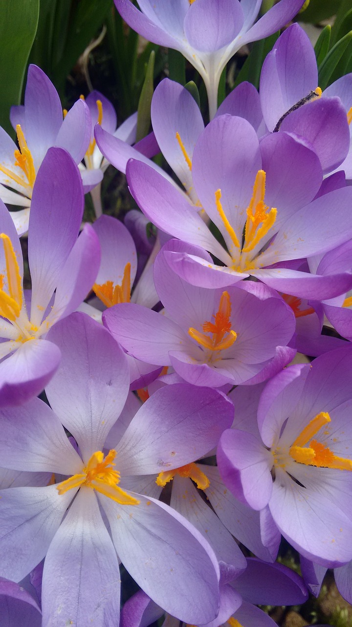 crocus spring flowers free photo