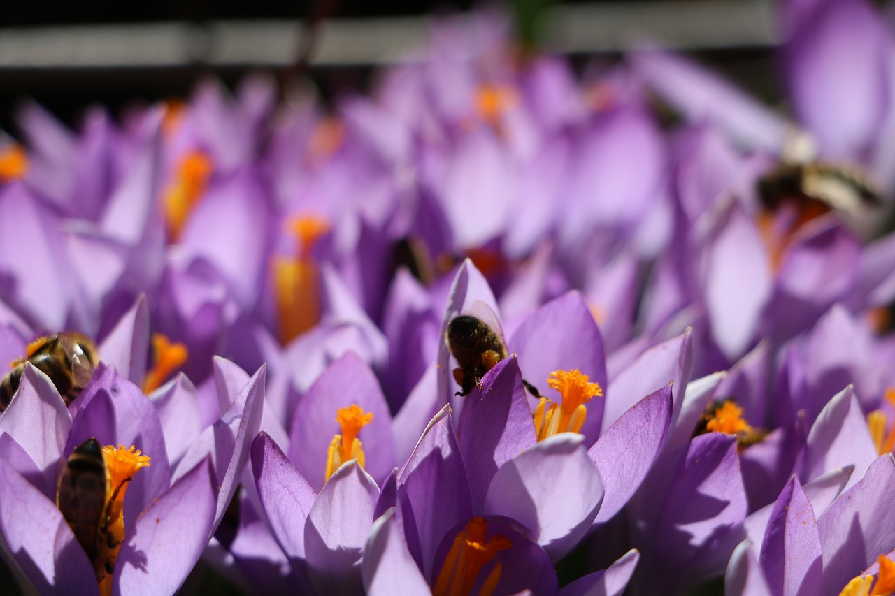 crocus flower garden free photo