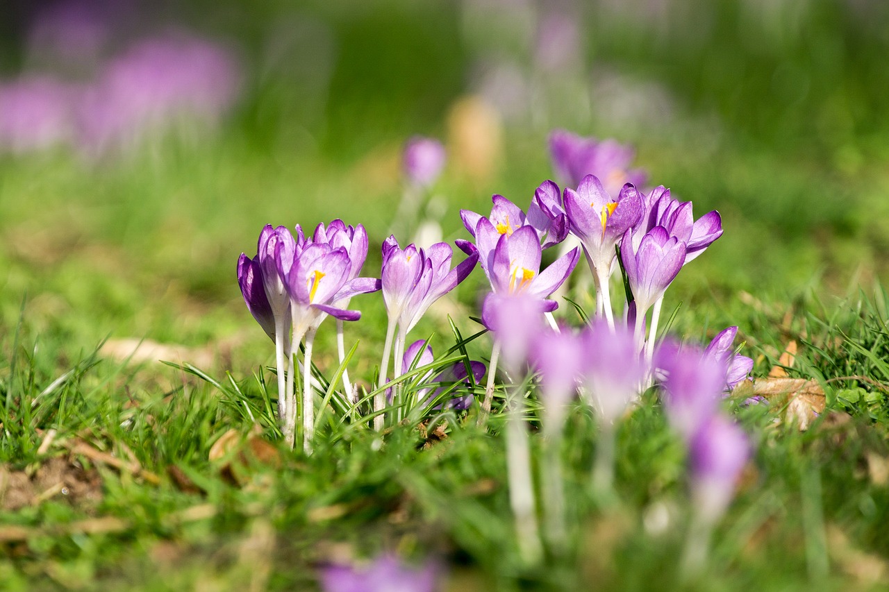 crocus isolated bokeh free photo