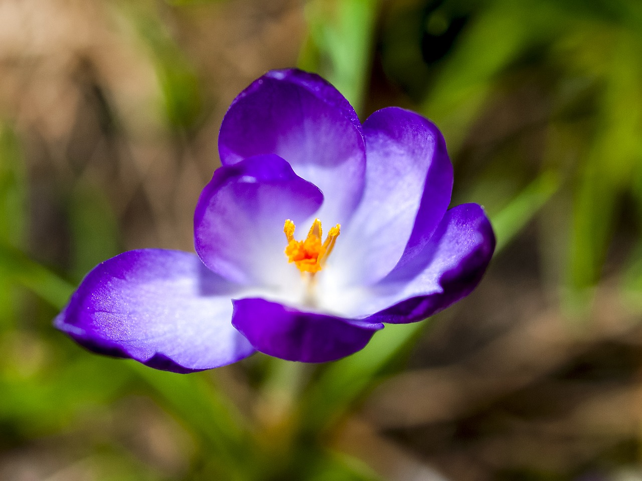 crocus flower blossom free photo