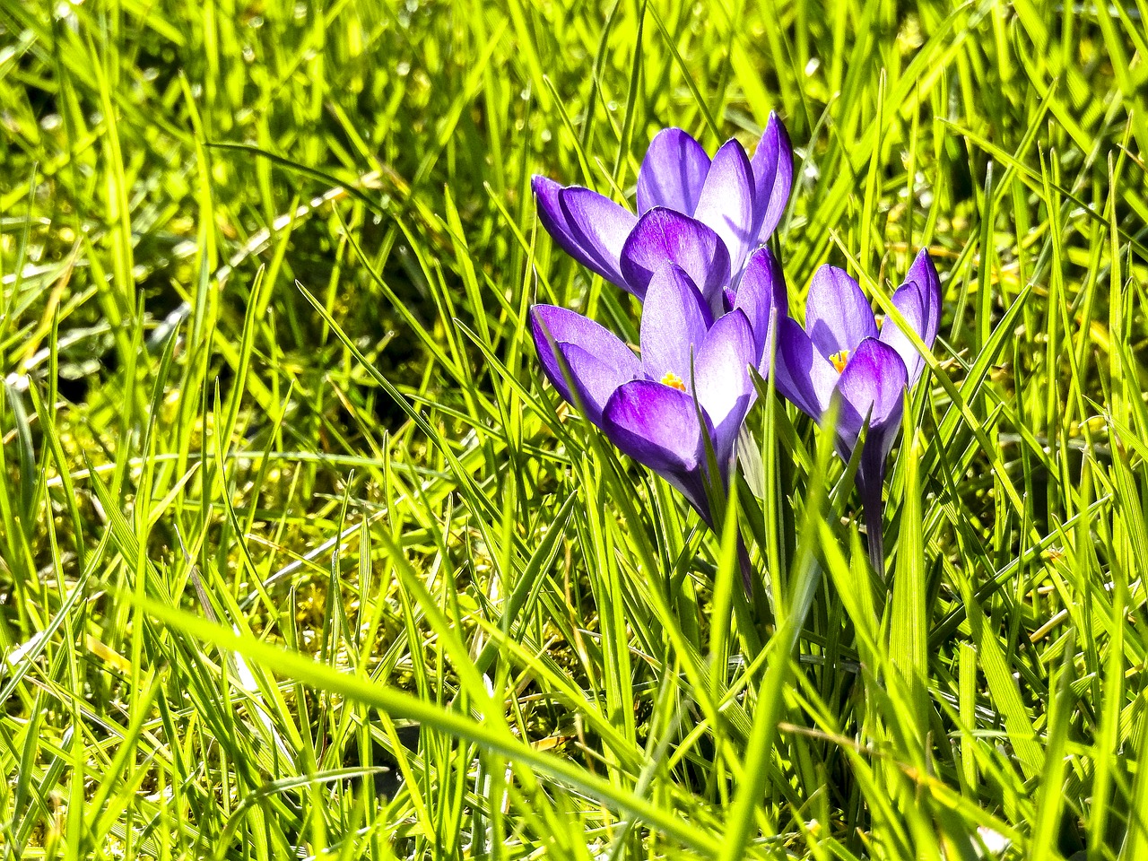 crocus flower blossom free photo