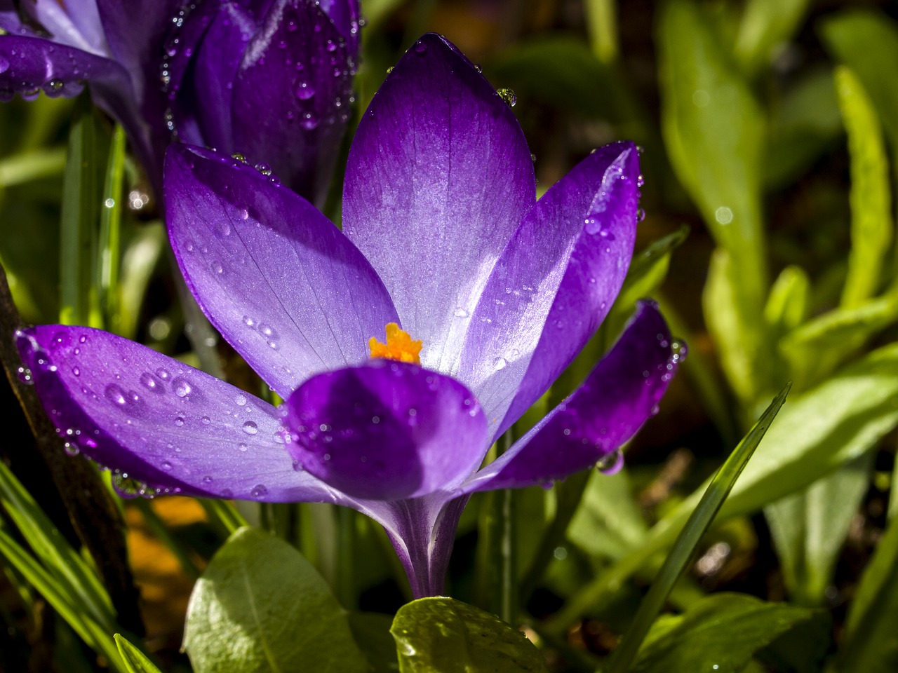 crocus flower blossom free photo