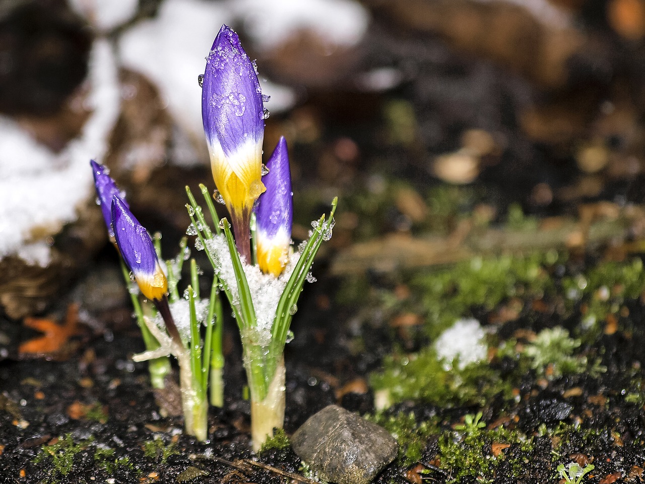 crocus flower blossom free photo