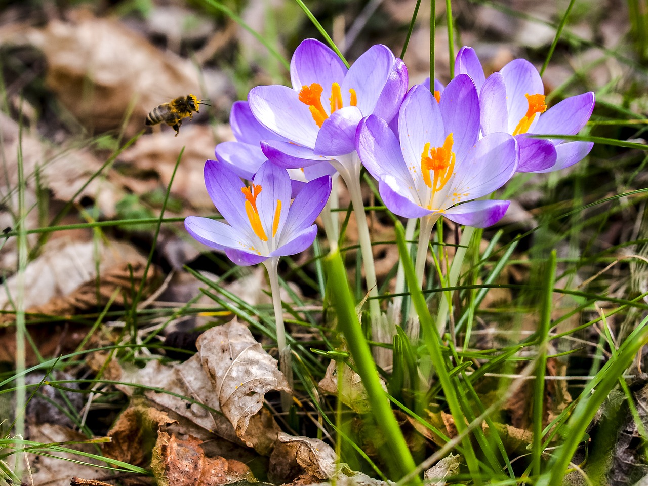 crocus flower blossom free photo