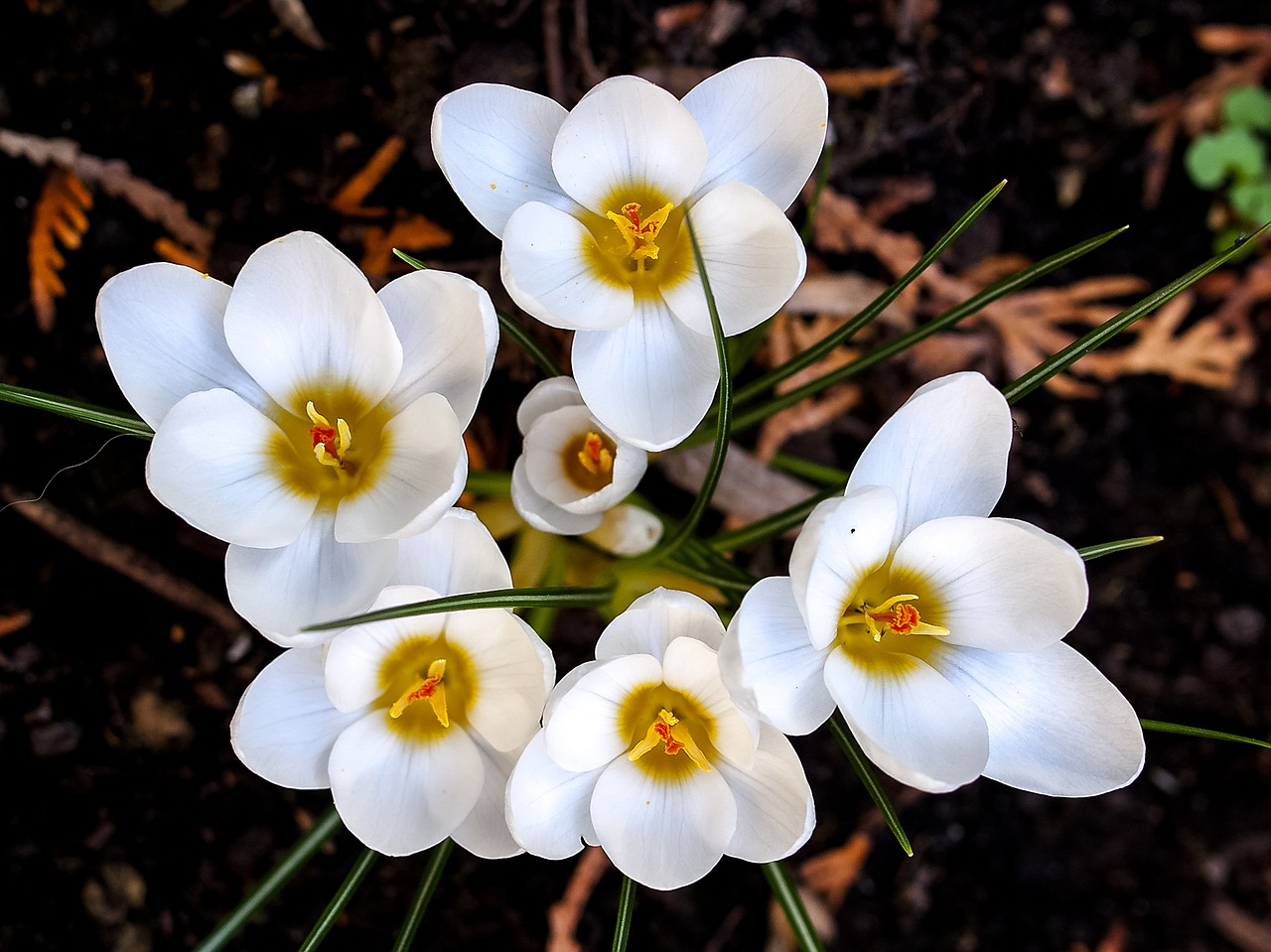 crocus flower plant free photo