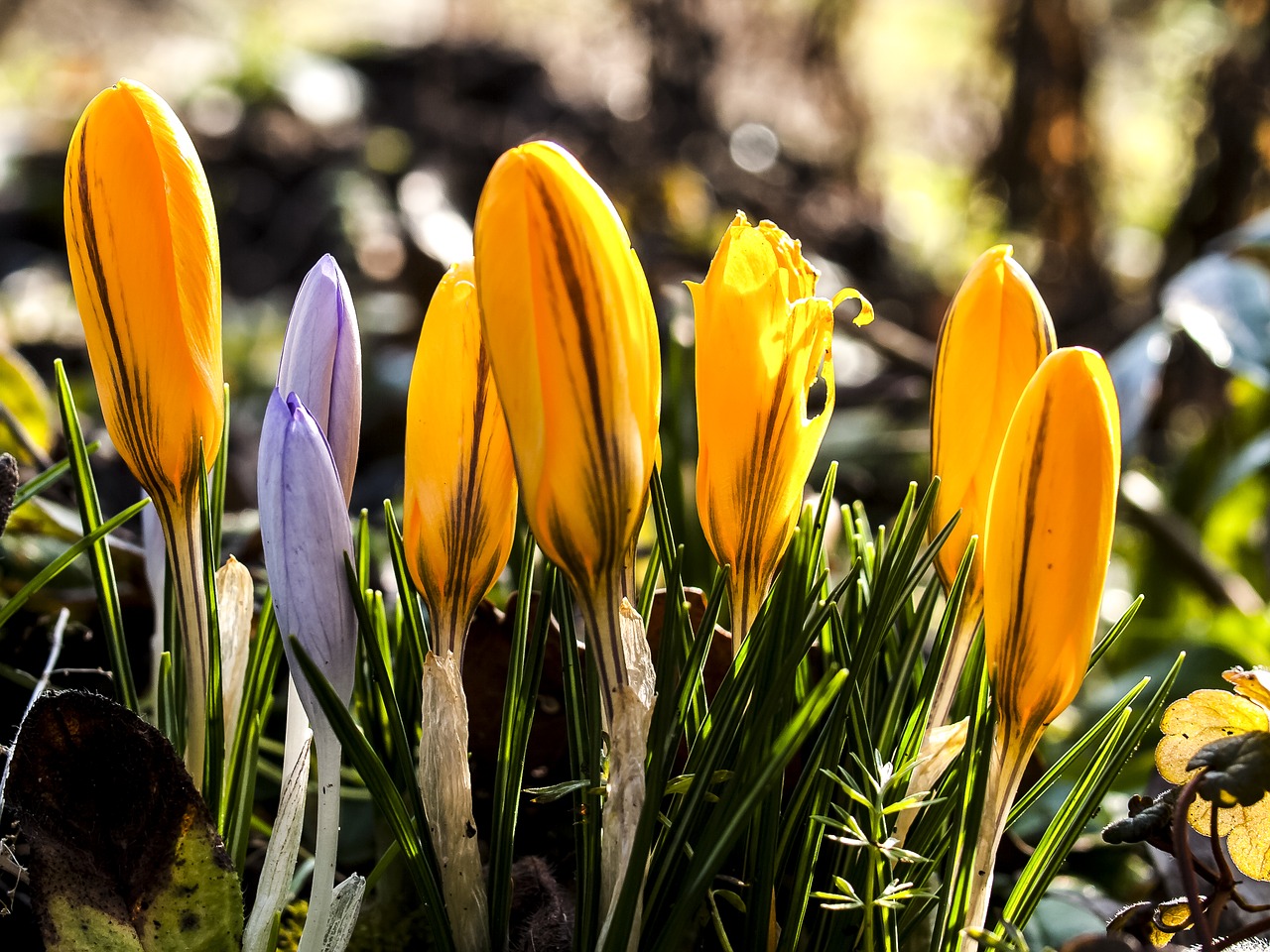 crocus flower plant free photo