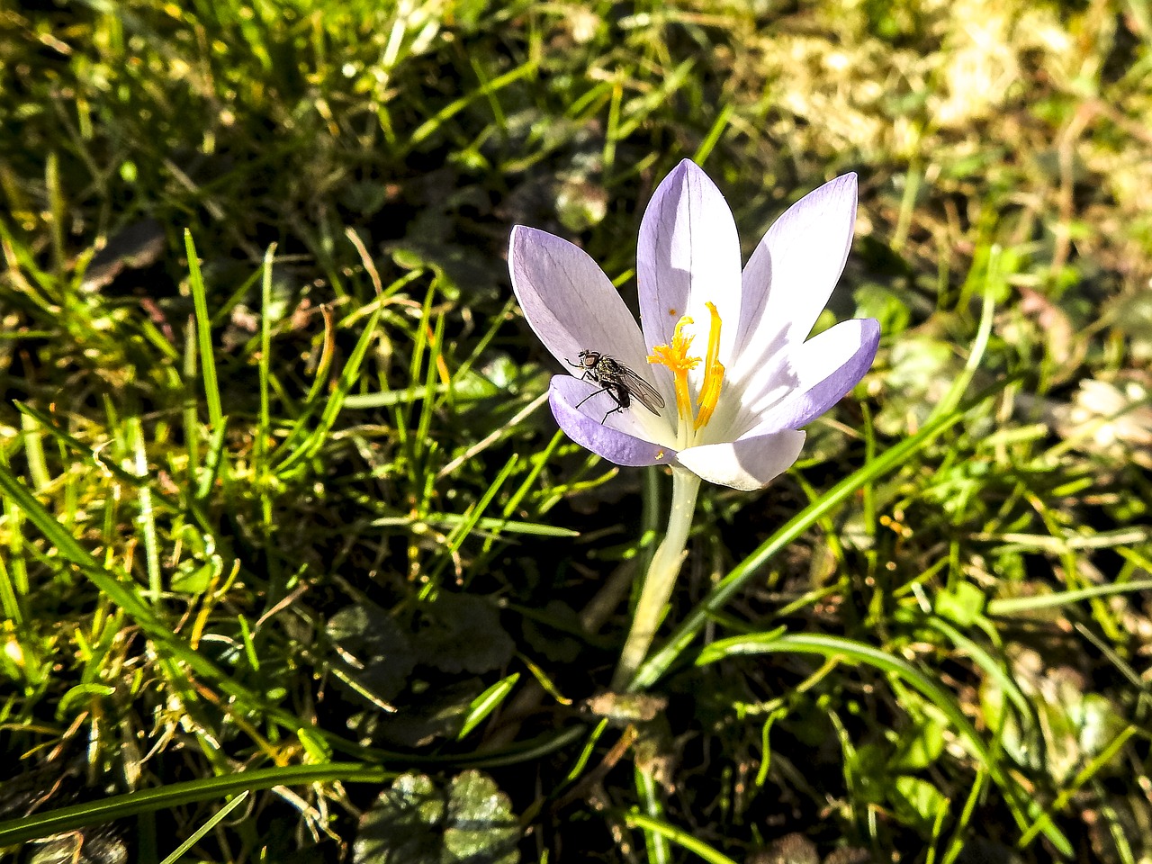 crocus flower plant free photo