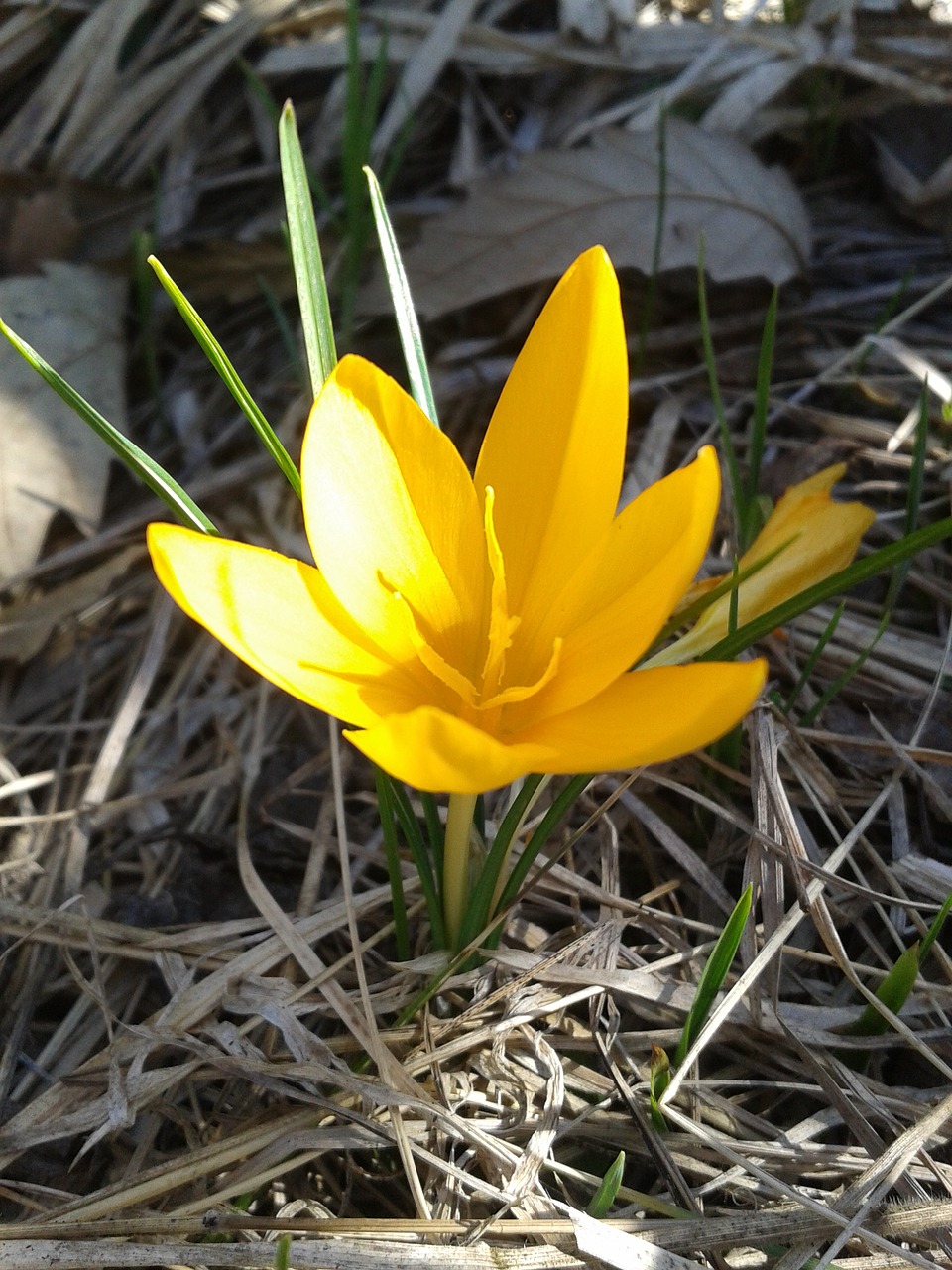 crocus spring flower free photo