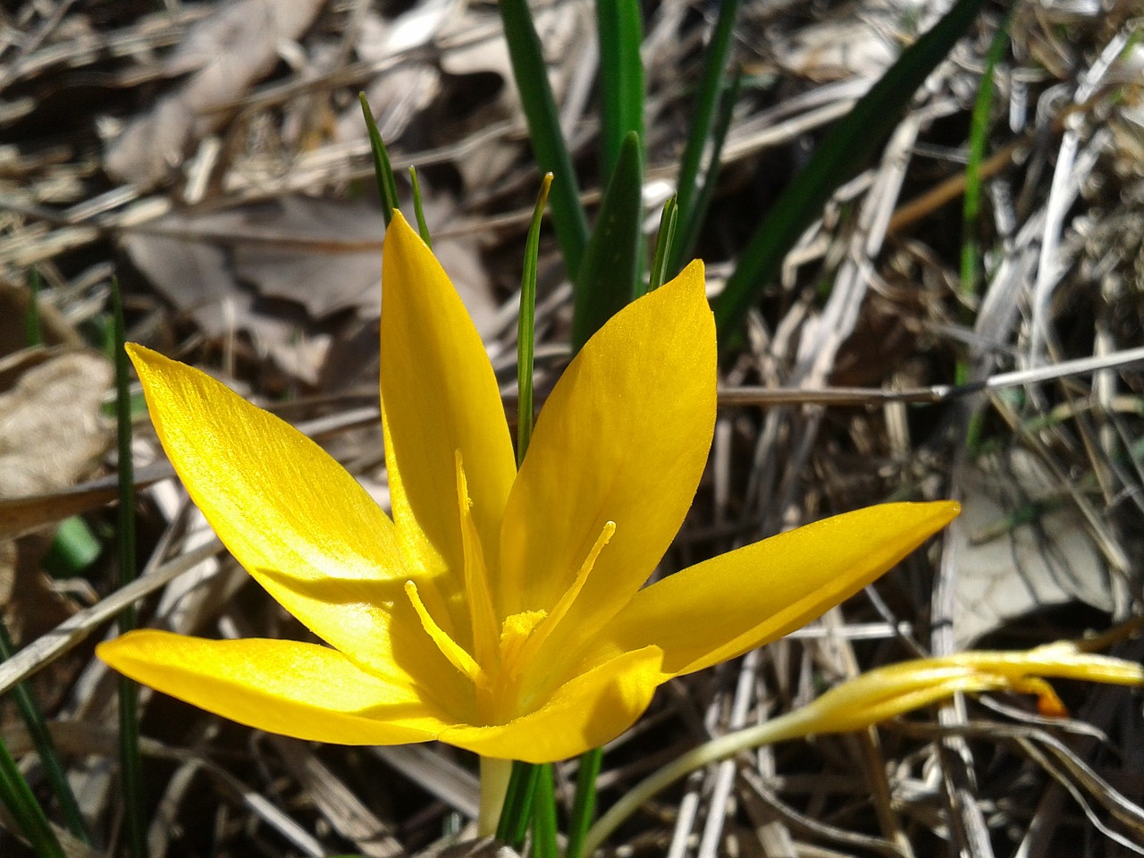 crocus spring flower free photo