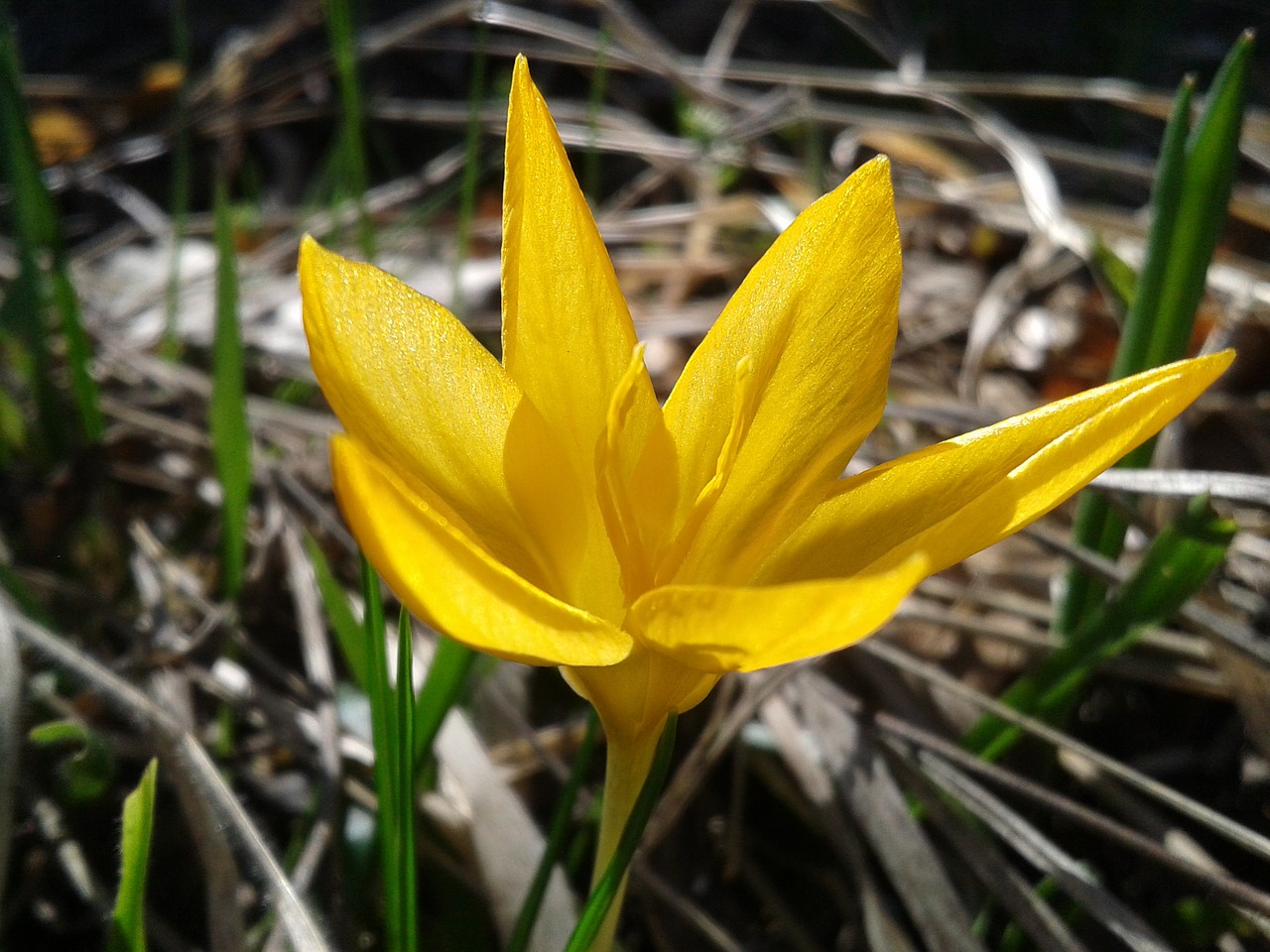 crocus spring flower free photo