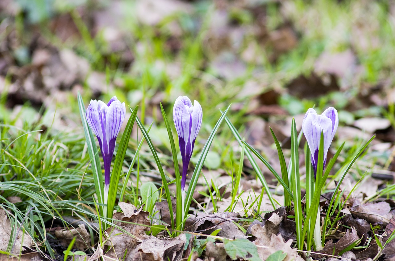 crocus flower spring free photo