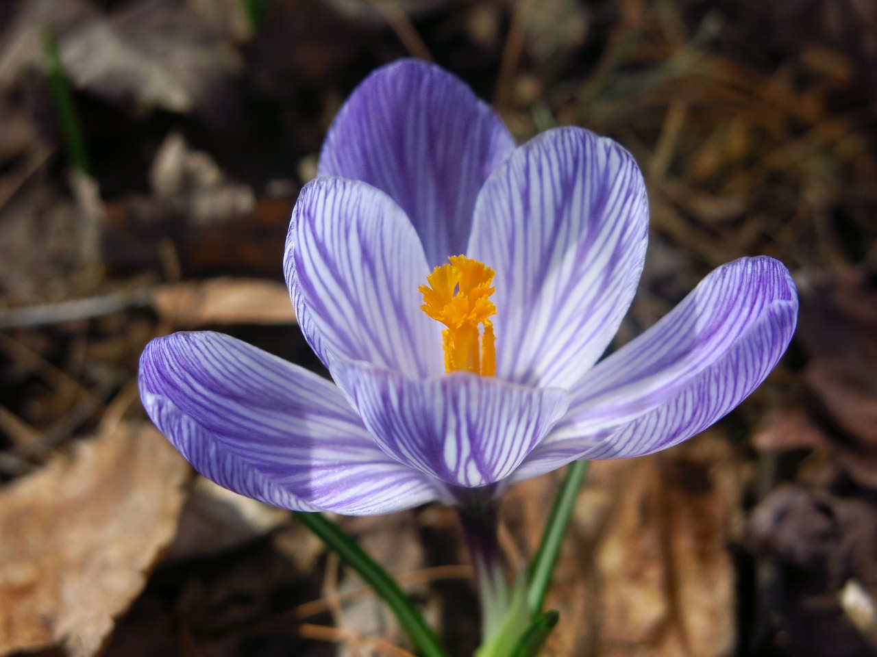 crocus spring flower free photo