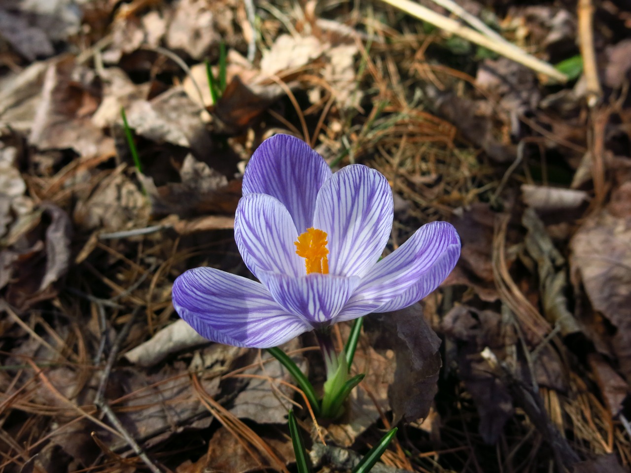 crocus spring flower free photo