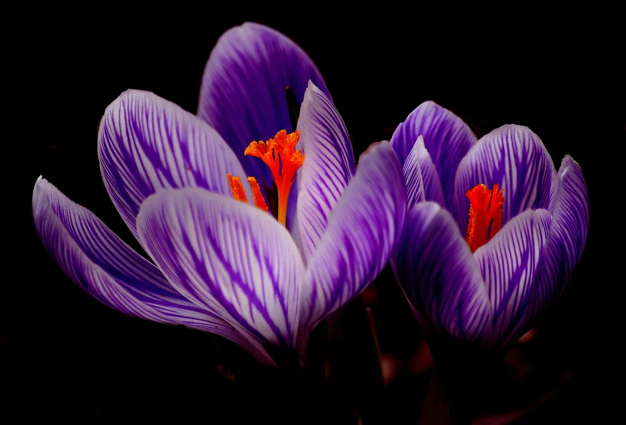 crocus bloom spring free photo