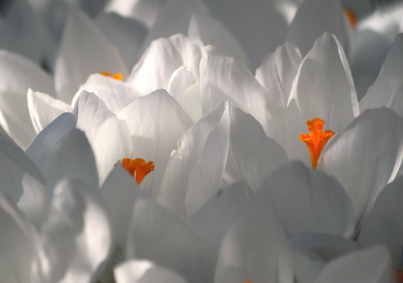 crocus blossom bloom free photo