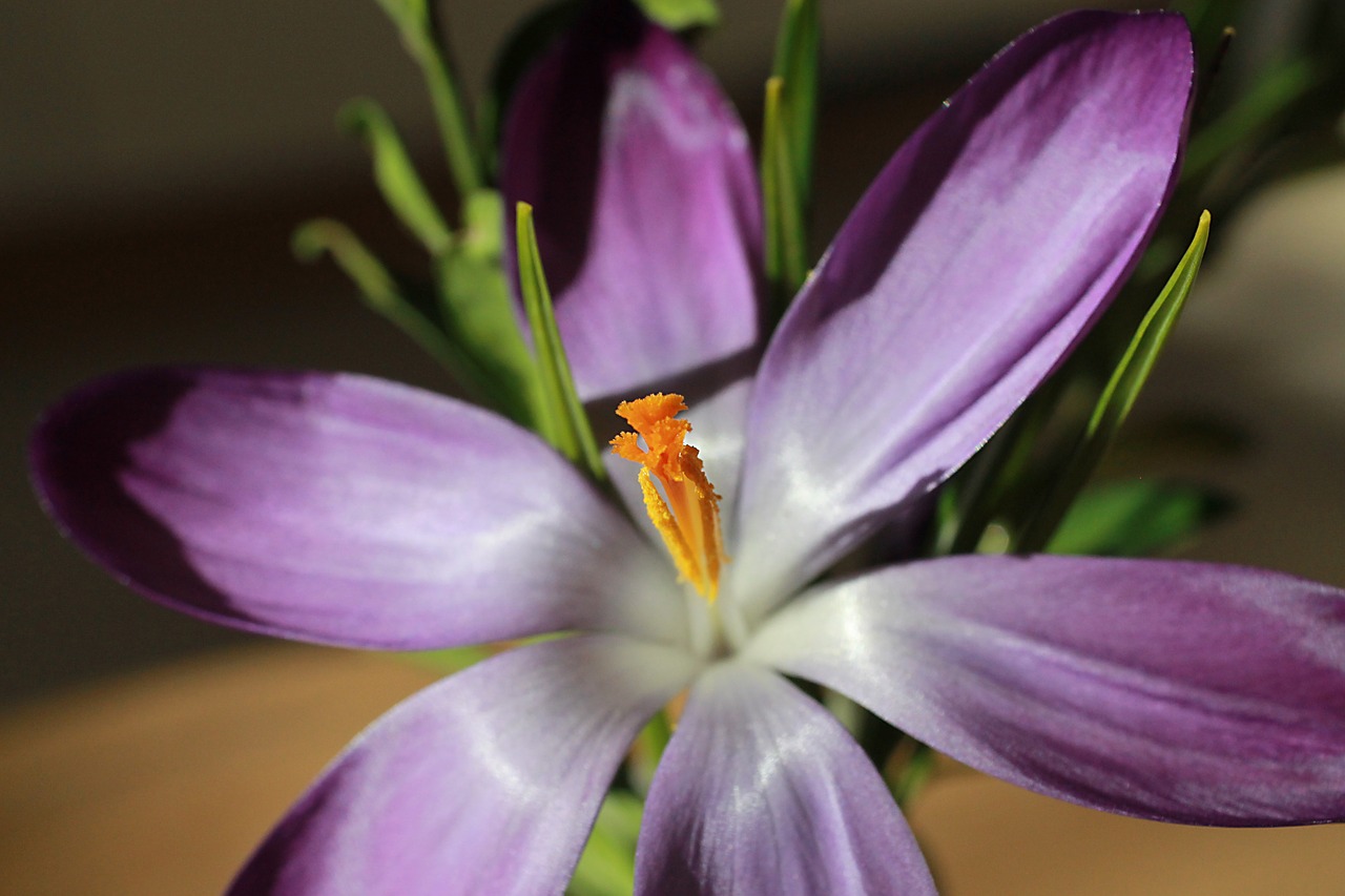 crocus flower spring free photo