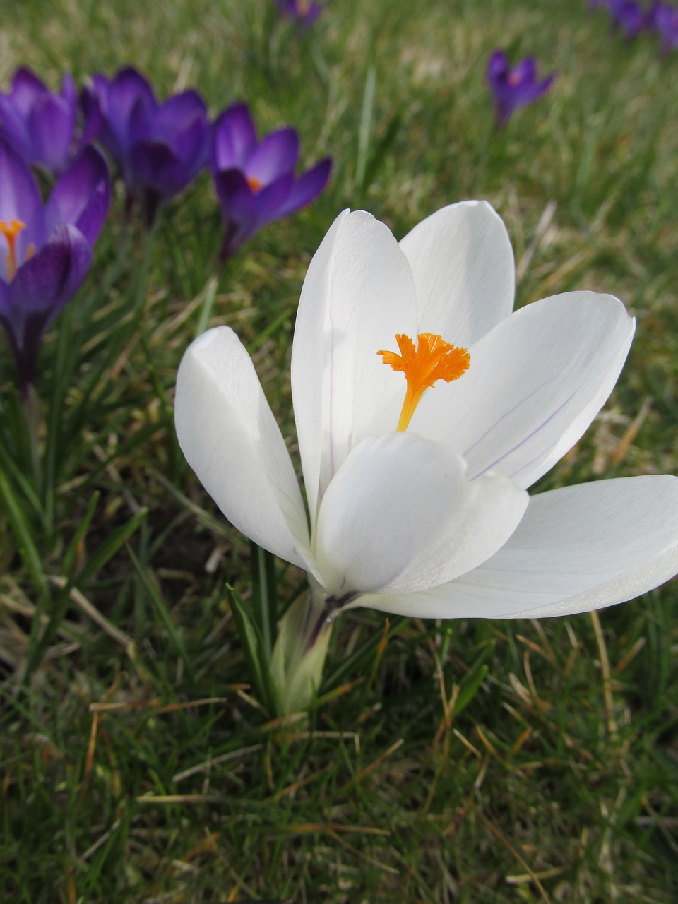 crocus flower detail free photo