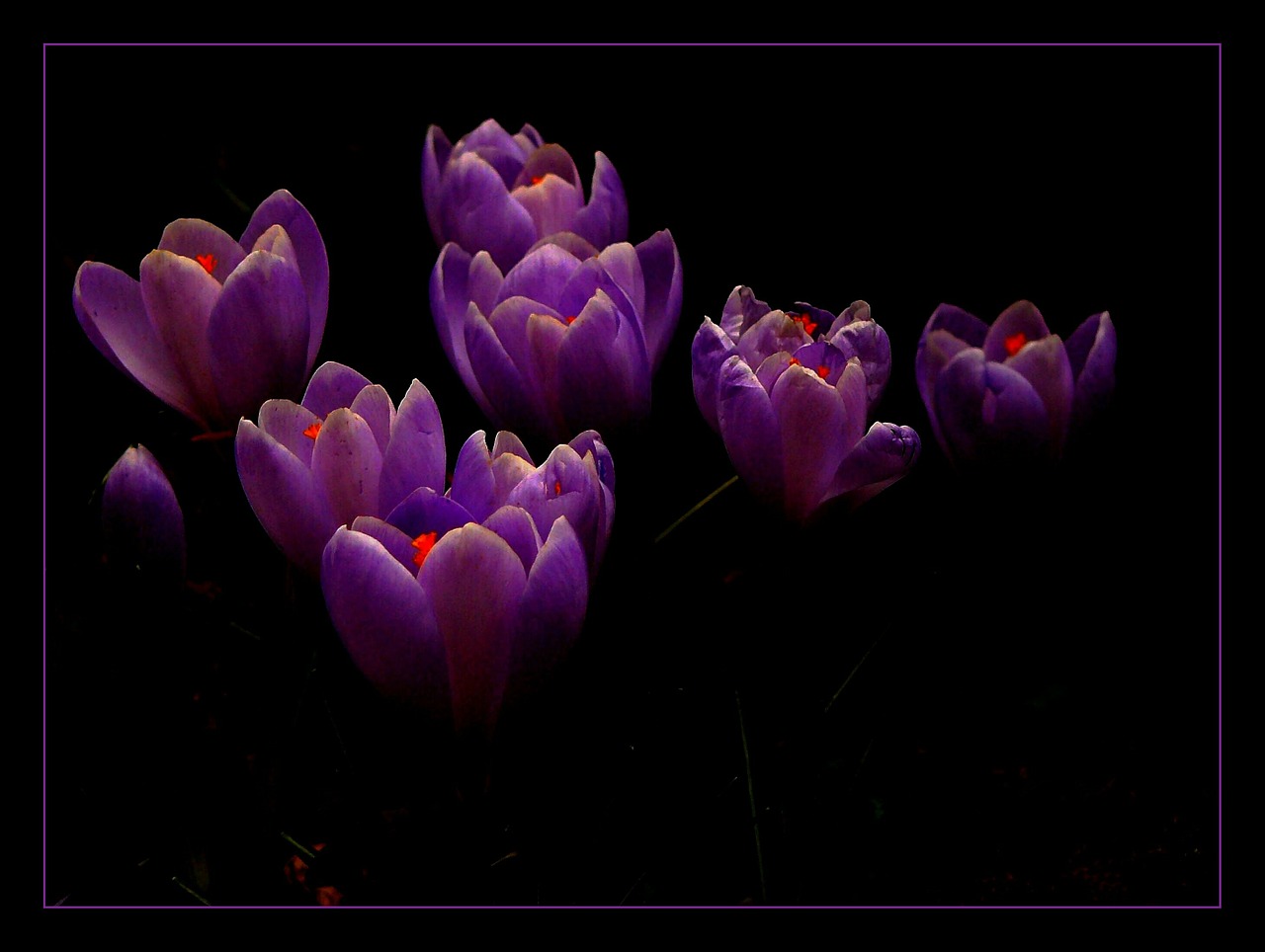 crocus flower spring free photo