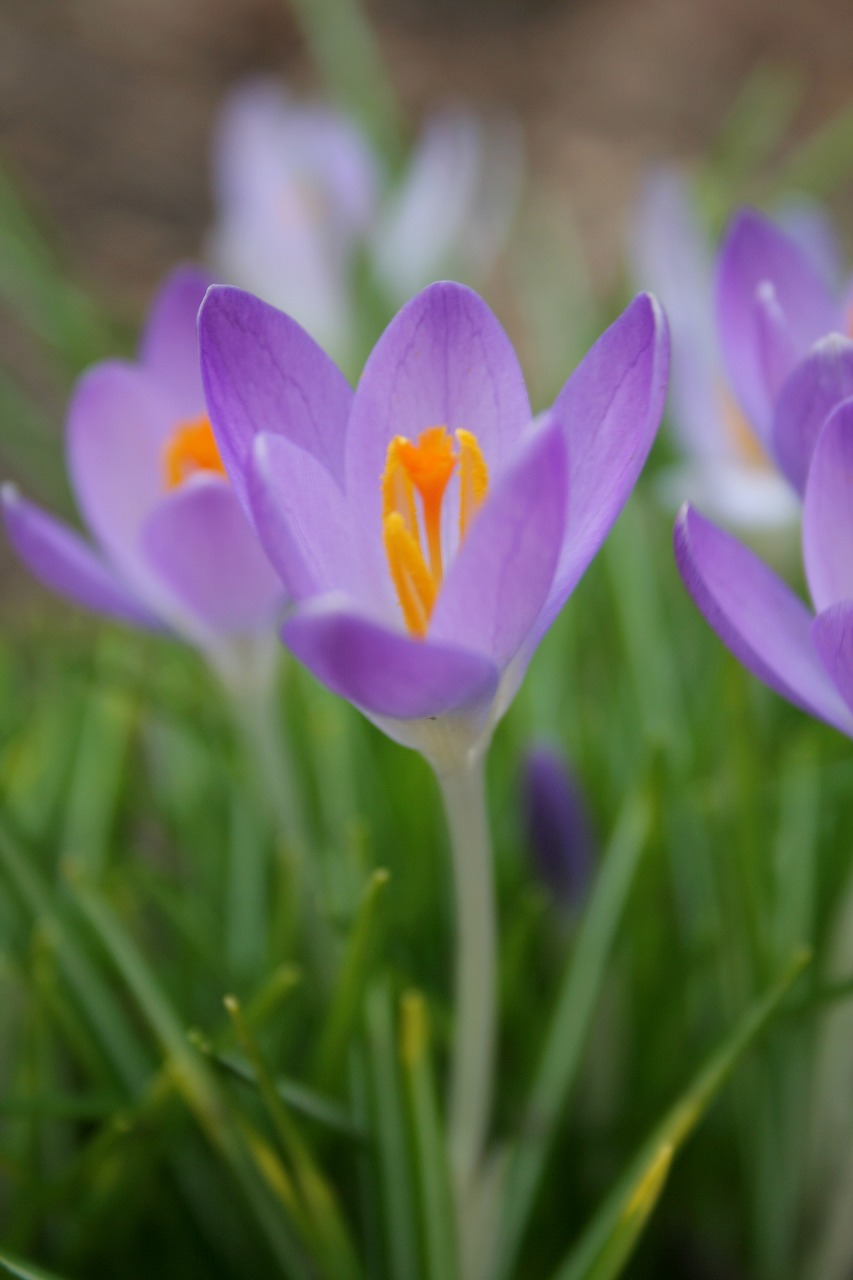 crocus spring nature free photo