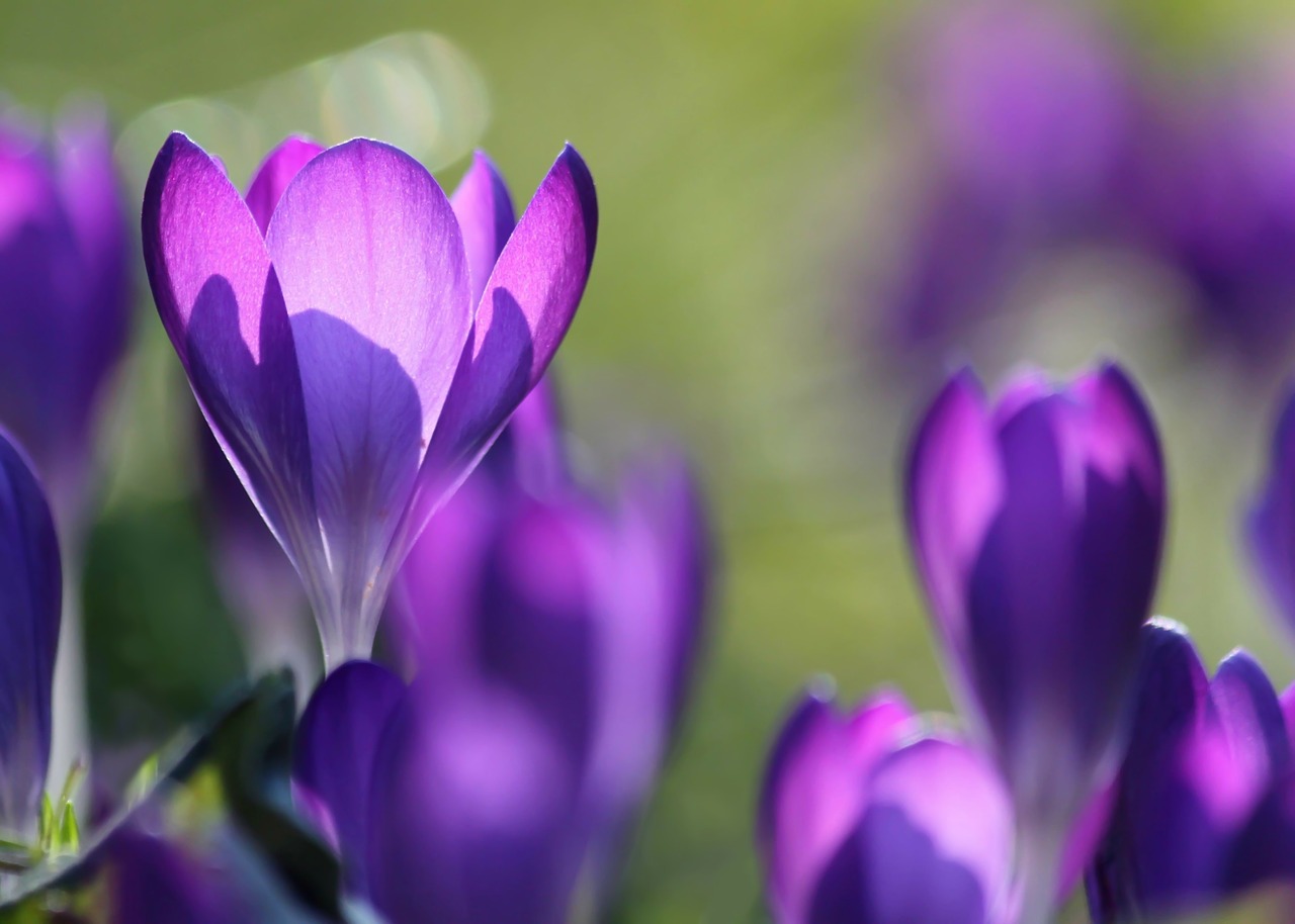 crocus blossom bloom free photo